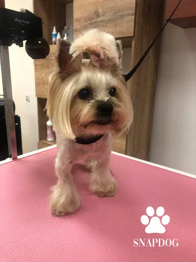 SNAPDOG Salon Pielęgnacji Zwierząt | Psi fryzjer | Strzyżenie psów
